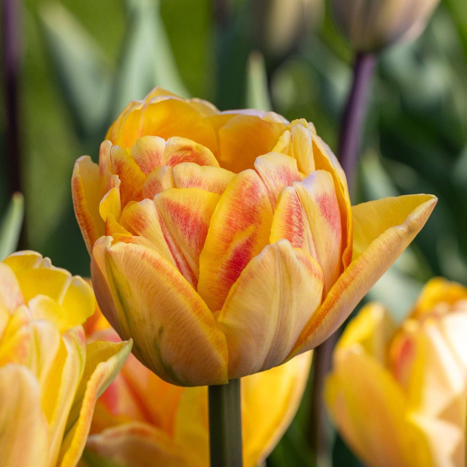 Tulipe 'Foxy Foxtrot'